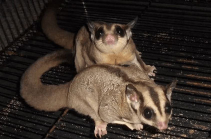 Sugar Glider