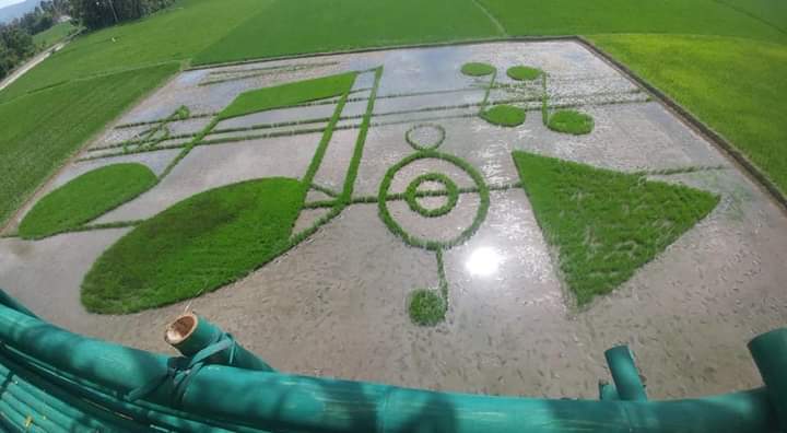 Not Khatulistiwa yang sempat viral di media sosial. Sepetak sawah dibentuk seperti not balok musik ( Foto: Hartdisk)