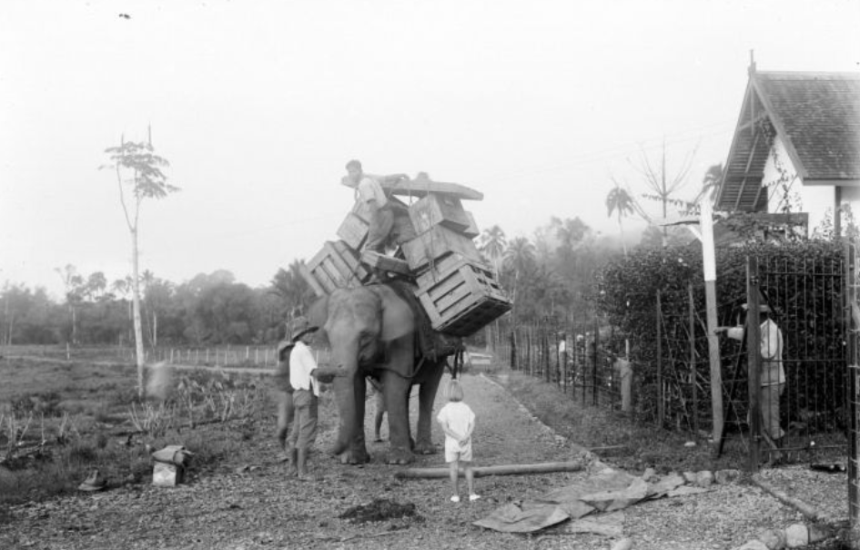 Gajah yang Dielukan di Aceh