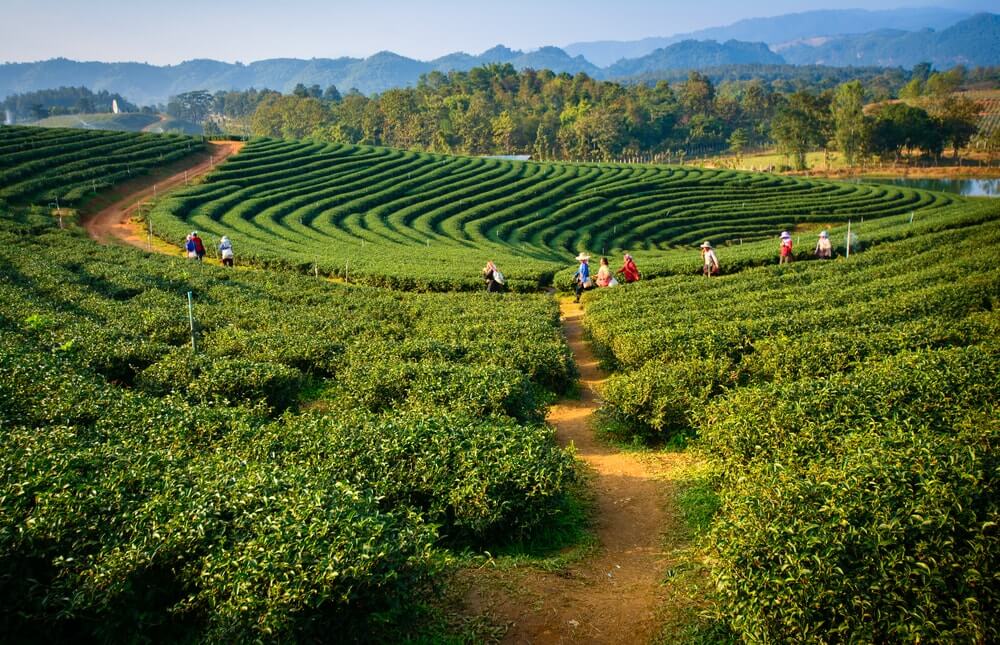 Kebun Teh Malino Highlands | blog.reservasi.com