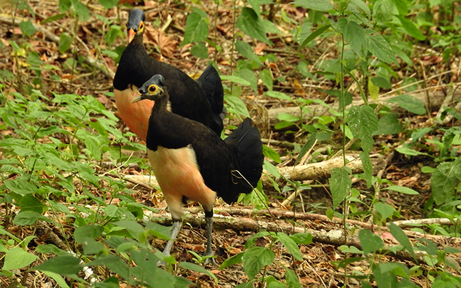Maleo, burung khas Sulawesi. Foto: Dok. E-PASS/TNBNW