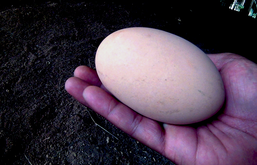 Telur maleo yang ukurannya sebesar telapak tangan orang dewasa. Foto: Hanom Bashari