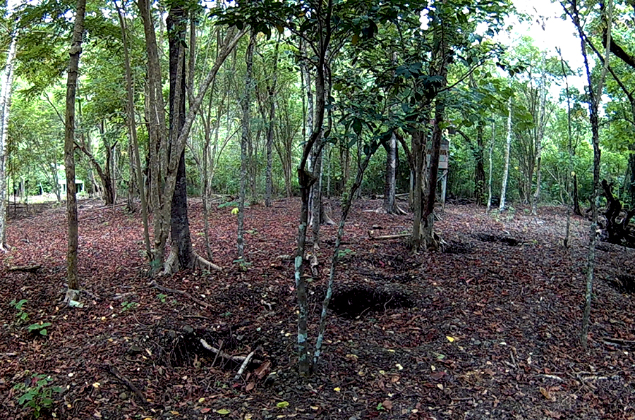 Lokasi peneluran maleo yang harus dijaga, agar tidak diganggu predator terlebih manusia yang ingin mengambilnya. Foto: Hanom Bashari