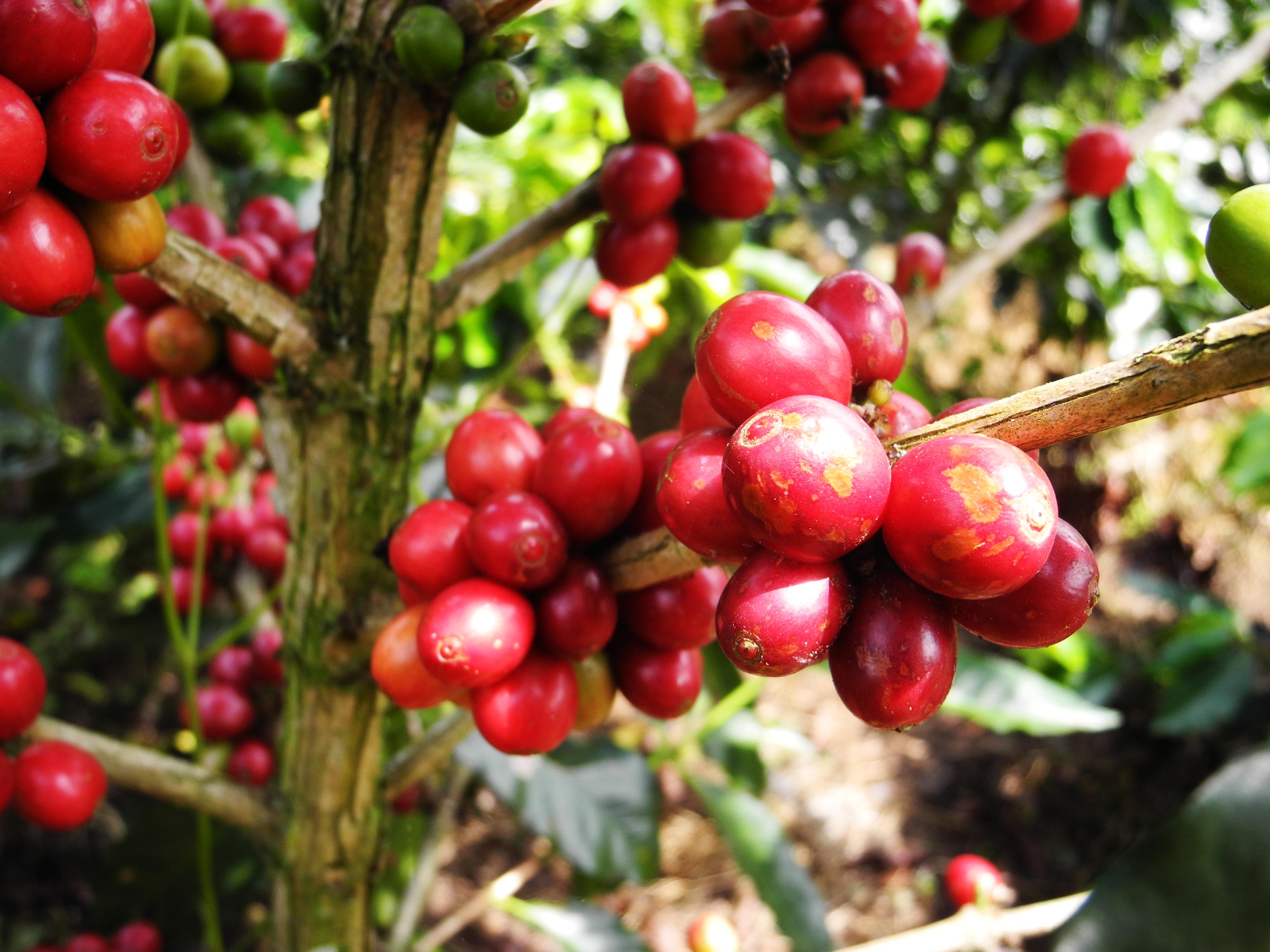 budidaya biji kopi