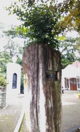 Fosil Kayu Padapa di Kebun Raya Bogor