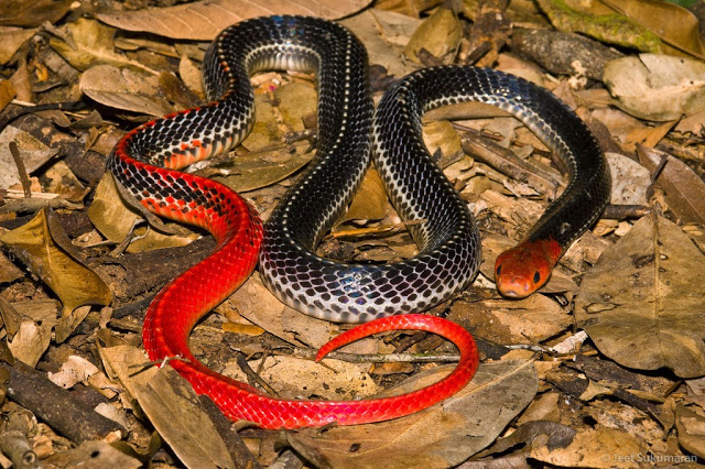 Ular kepala merah