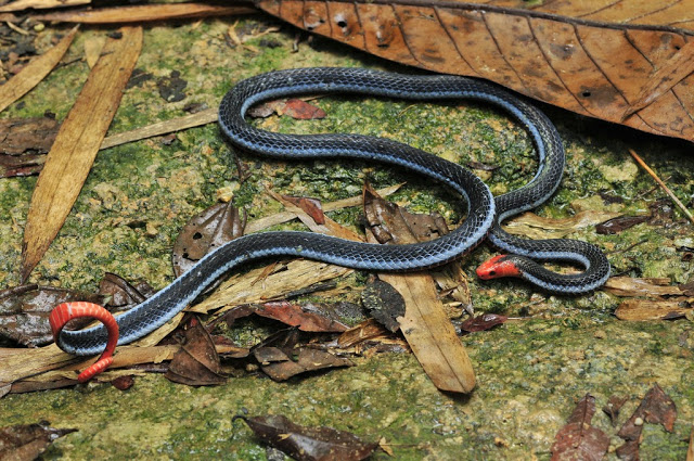 Ulai cabai besar