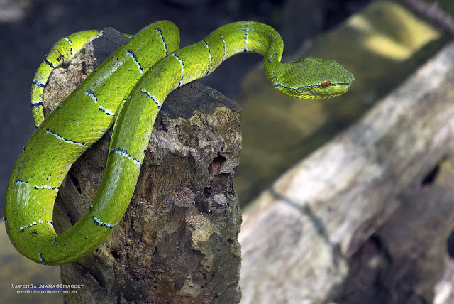 Pit viper borneo