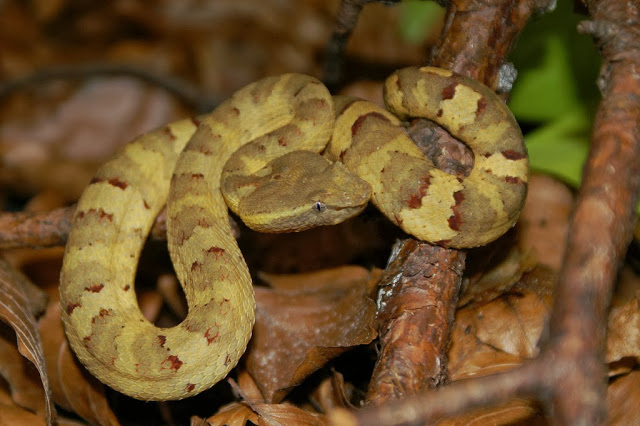 Ular bandotan pohon