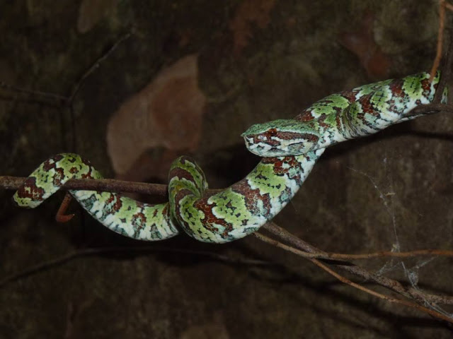 Pit viper candi