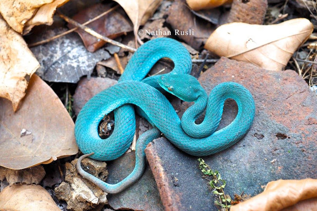 pit viper sunda
