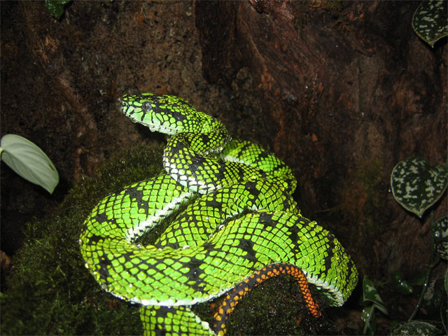Pit Viper Sumatra