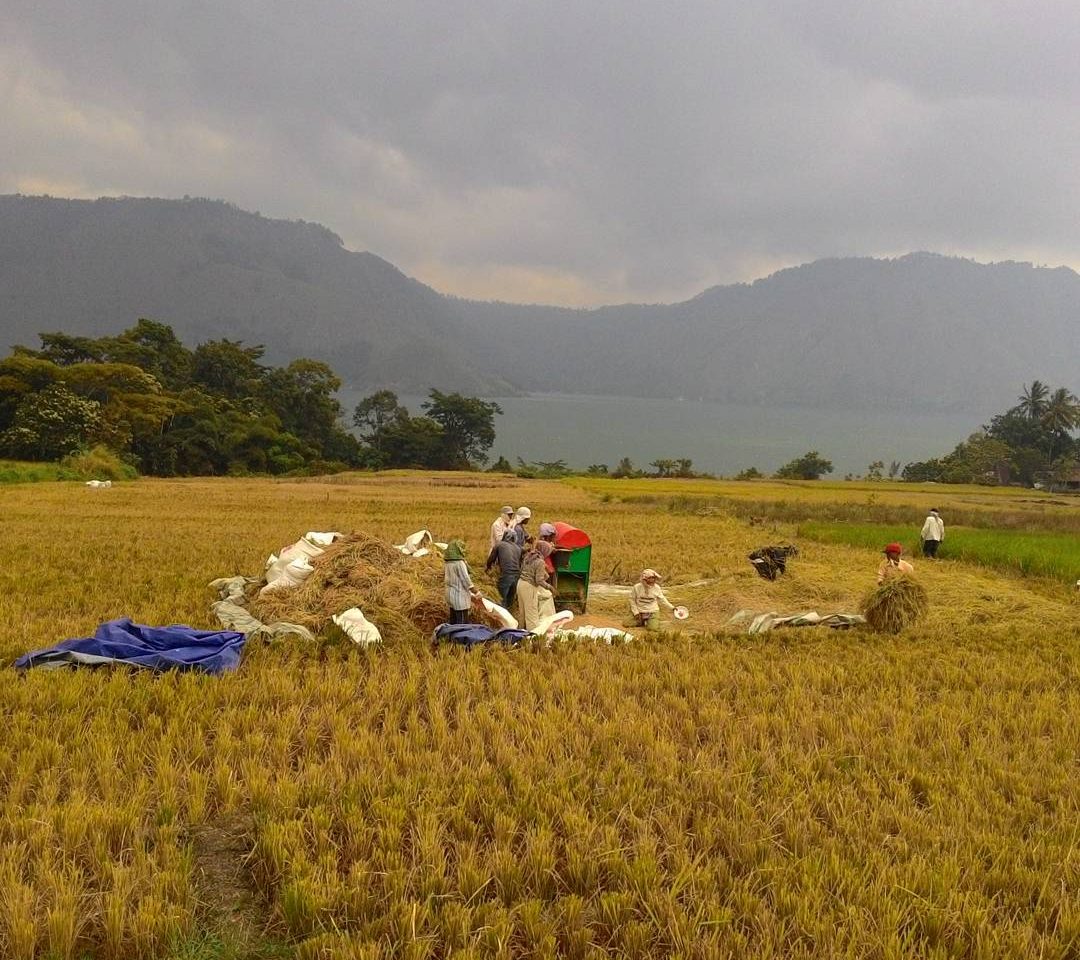 Tradisi Gotong Royong Marsiadapari © kemenkopmk.go.id