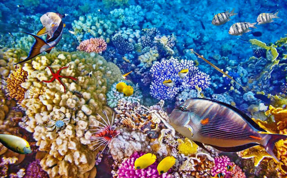 Cagar Biosfer Bunaken