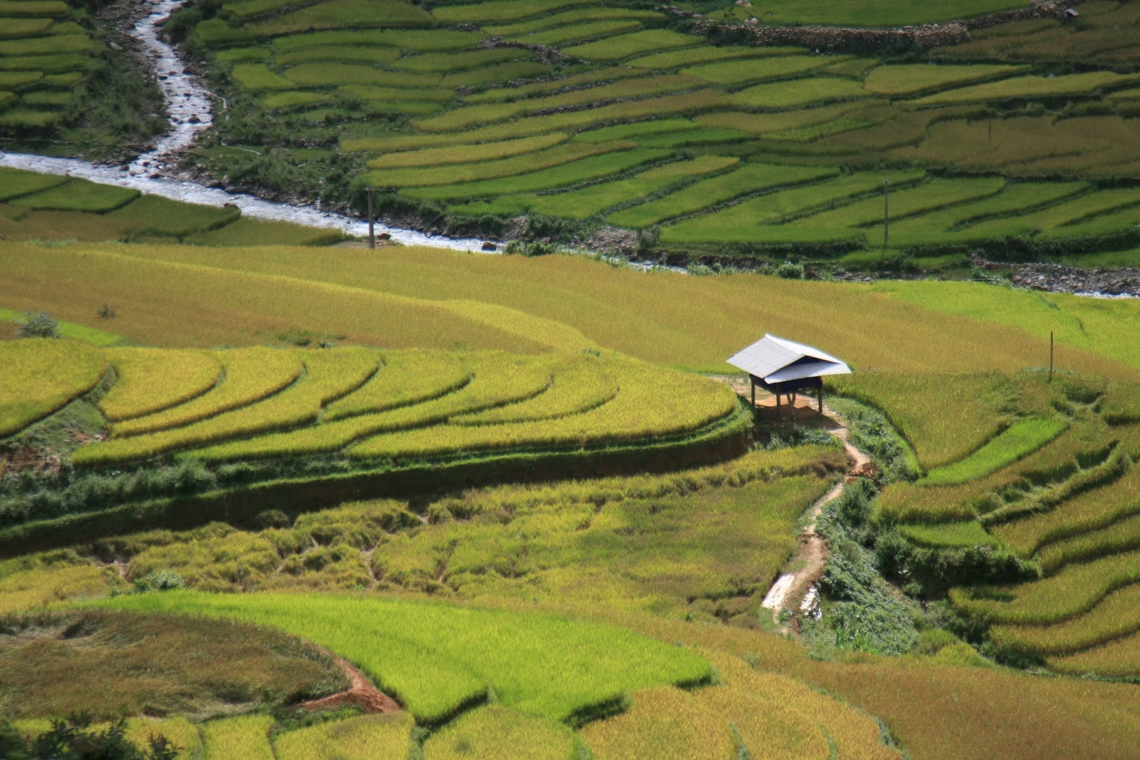 Hamparan Sawah di Mu Chang Chai, Vietnam @ unsplash.com