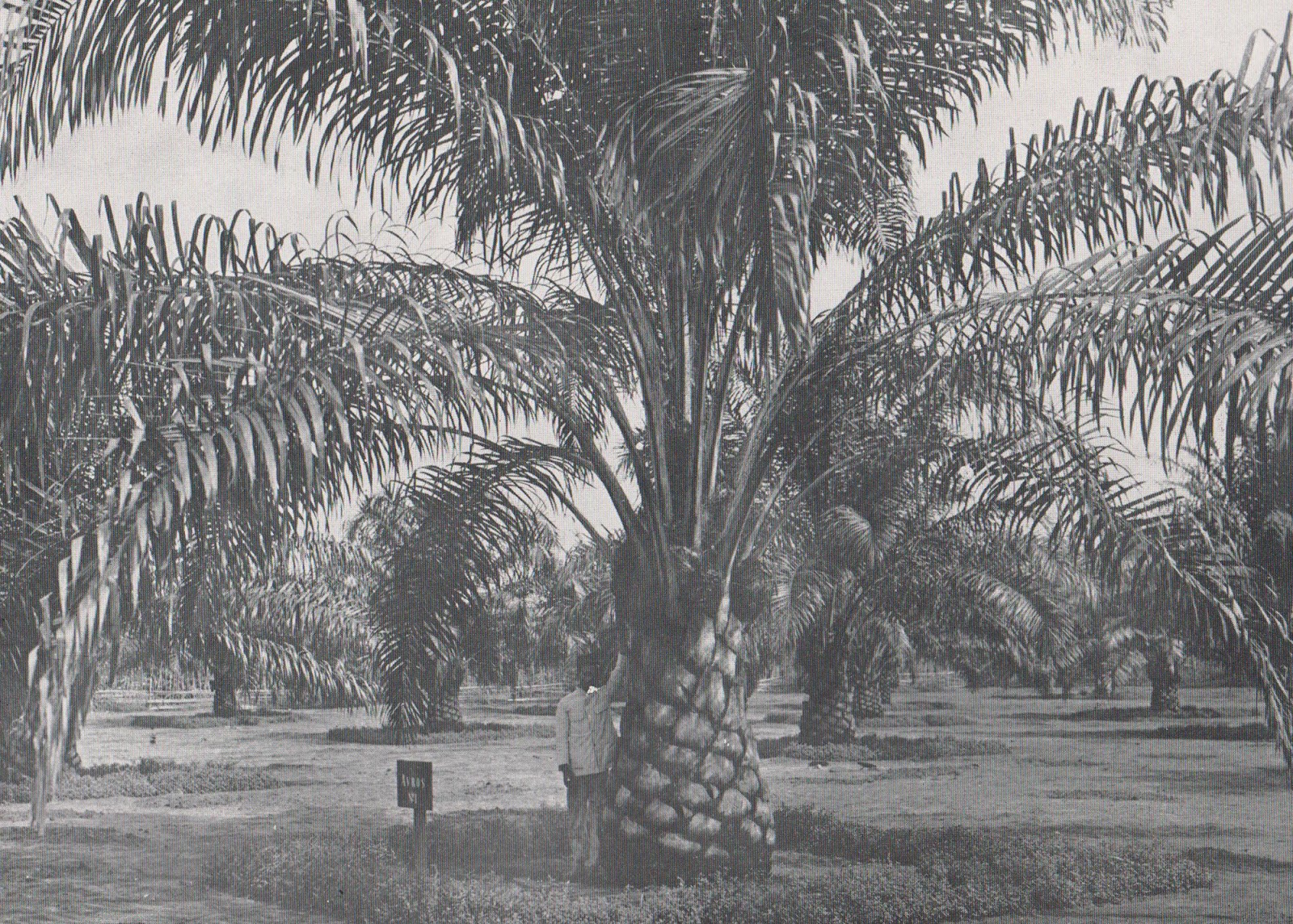Perkebunan sawit tempo dulu.