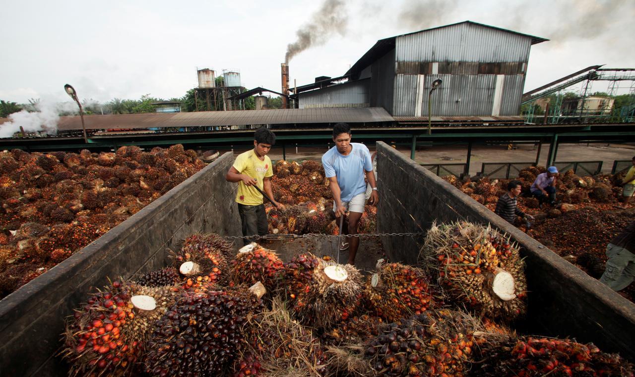 Sawit menjadi andalan utama ekspor komoditi Indonesia.