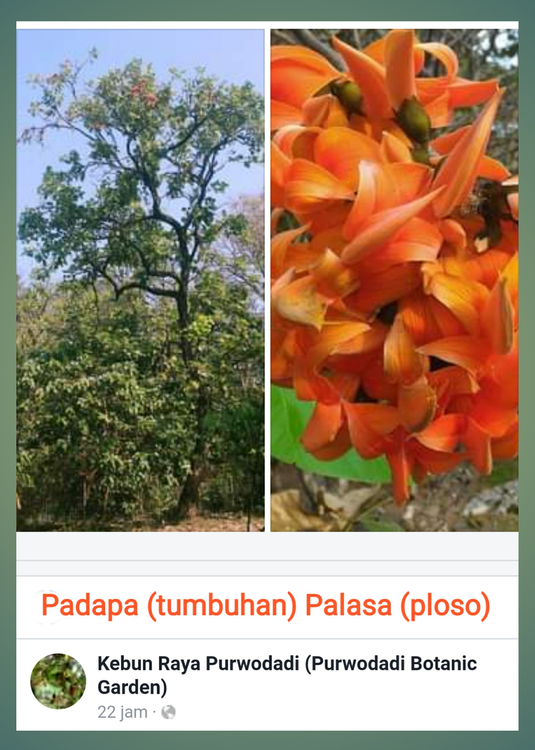Padapa Palasa (ploso) di Kebun Raya Purwodadi | Foto: Facebook