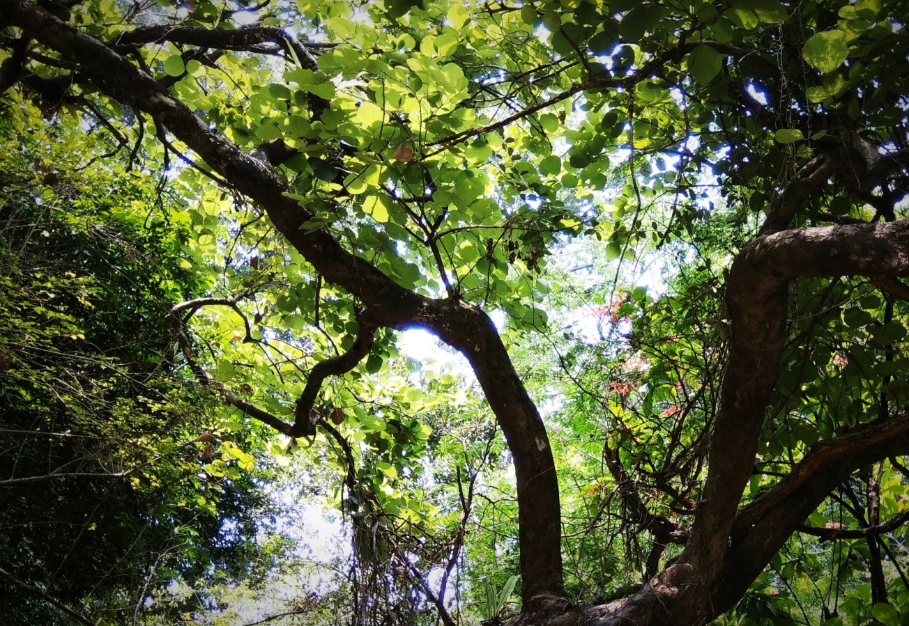 Palasa aka Samida aka Butea monosperma di Kebun Raya Bogor | Foto: Dok. Pribadi