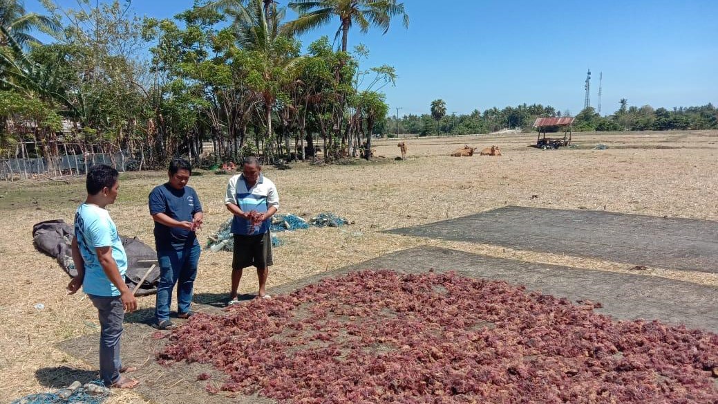 Salah satu petani rumput laut merah © Agung Pananrang