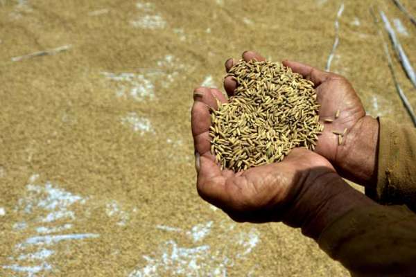 Padi dalam bentuk gabah kering