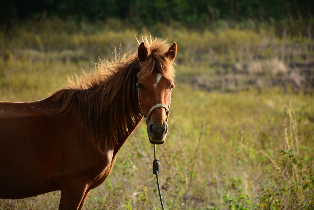 Kuda Sandalwood Pony