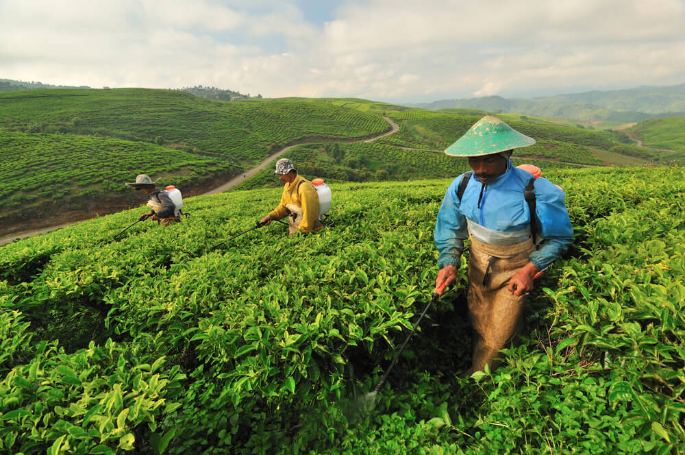 Petani Perkebunan Teh Kayu Aro