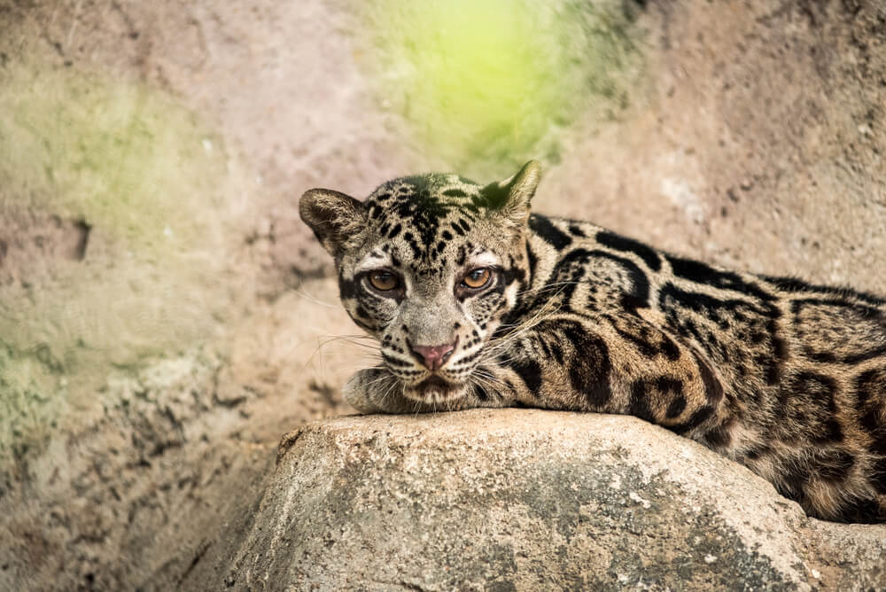 Kucing Dahan Kalimantan
