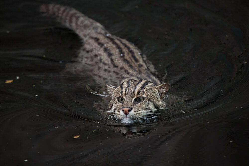 Kucing Bakau