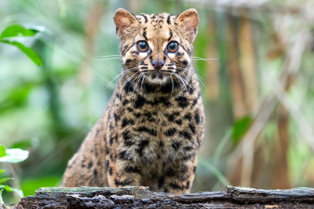 Kucing Batu