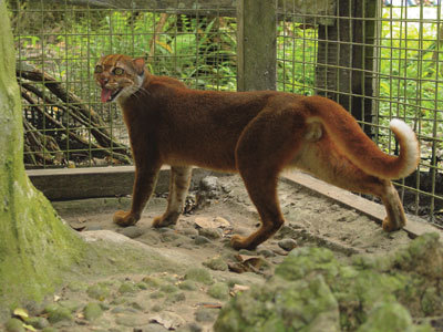 Kucing Merah Kalimantan