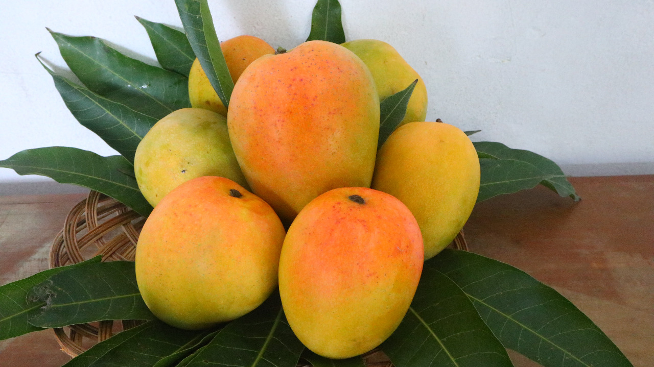 Mangga gincu Majalengka, salah satu varietas mangga terbaik di Indonesia yang memiliki rasa manis yang begitu khas © Monitor.id