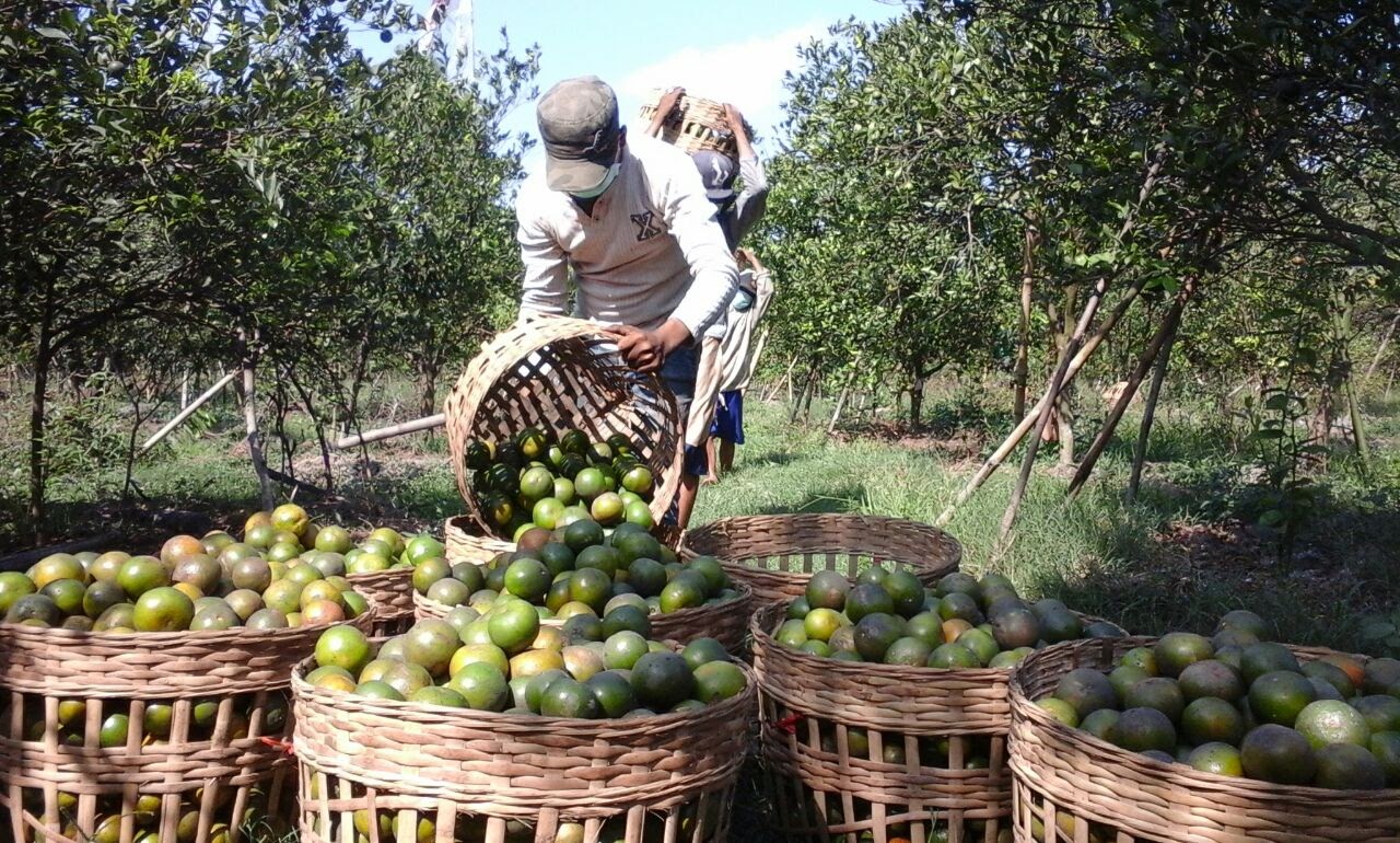 Seorang pekerja tengah memanen jeruk di sebuah area perkebunan © Kautsar blogger
