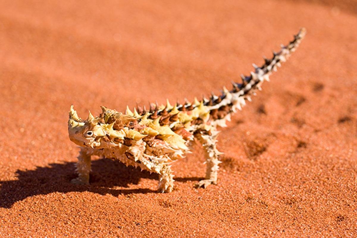 Kadal setan berduri. Sumber: Kidsbiology.com