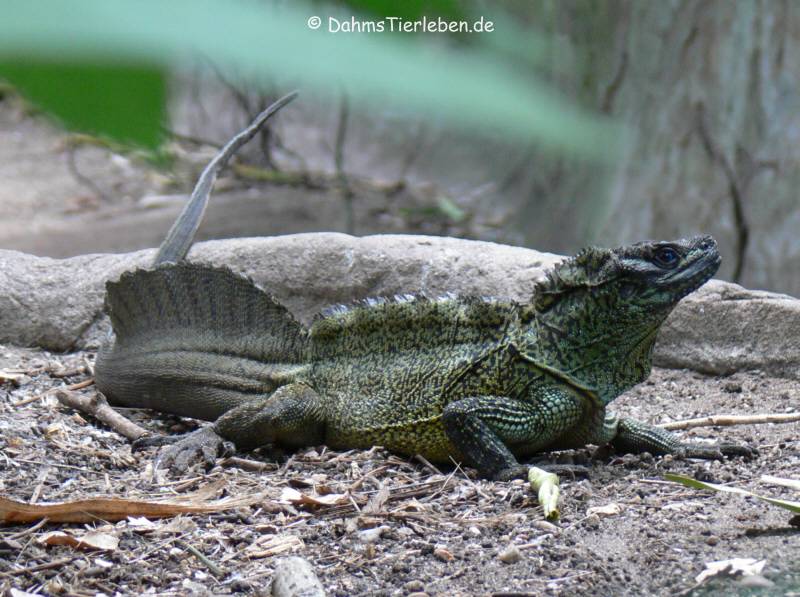 Hydrosaurus amboinensis. Foto: Dahms Tierleden.de/3.bp.blogspot.com