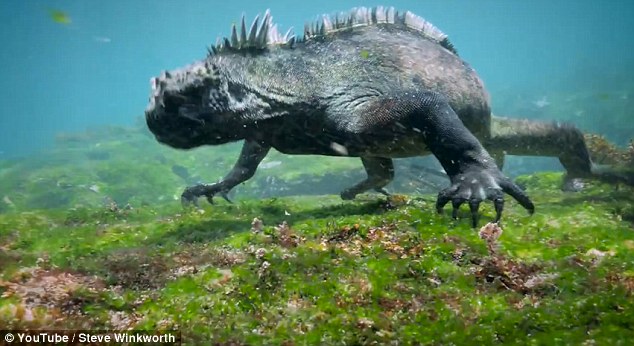 Iguana Laut (Amblyrhynchus cristatus) yang berhasil direkam oleh Steve Winkworth, seorang penyelam sekaligus videografer asal Inggris, di Cabo Marshall, Kepulauan Galapagos. Foto: Youtube/ Steve Winkworth