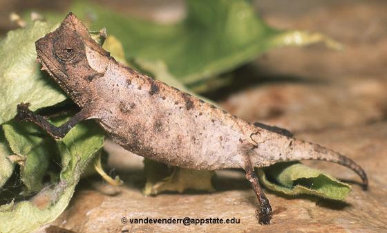 Bunglon kurcaci daun. Sumber: Reptile-database.reptarium.cz