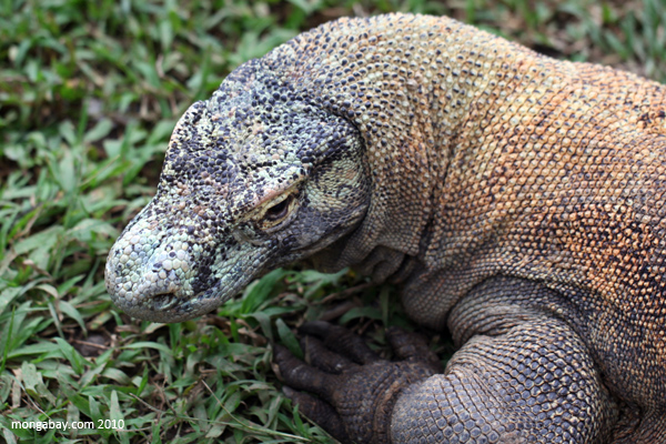 Komodo, satwa kebanggaan Indonesia. Foto: Rhett Butler/Mongabay.com