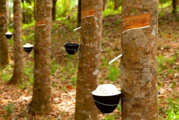 Pohon karet yang menghasilkan getah karet © Gardencenter.co.id