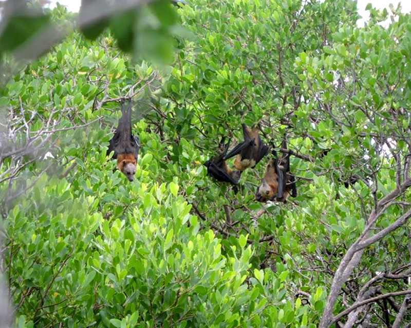Kalong abu-abu [Pteropus griseus] dengan nama lokal poniki abu-abu. Foto: Dok. Sheherazade