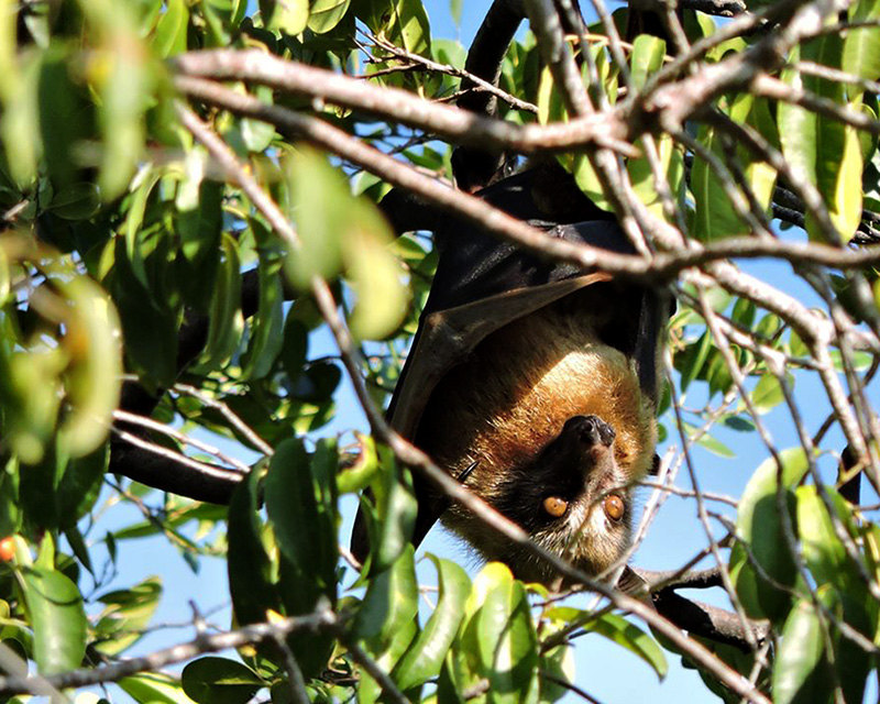 Kalong sulawesi [Acerodon celebensis] nama lokalnya poniki sulawesi. Foto: Dok. Sheherazade