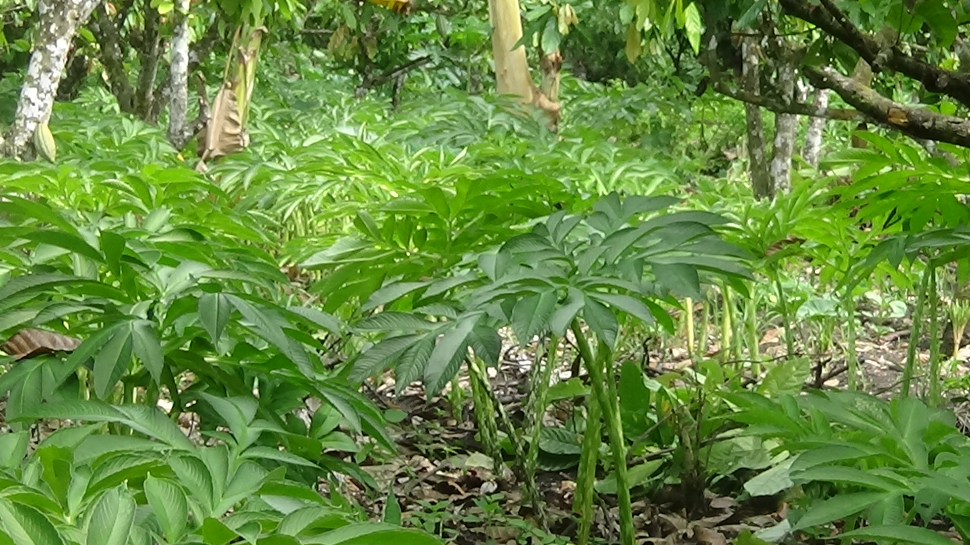 Tanaman porang yang dibudidaya petani di Manggarai Timur