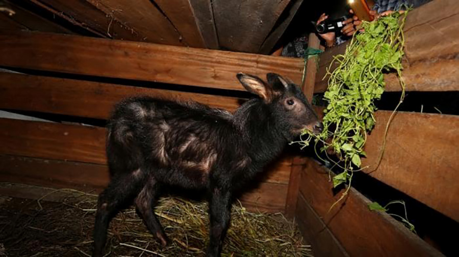 Kambing hutan sumatera yang berada di kandang kantor Kesatuan Pengelolaan Hutan Lindung [KPH] Model Unit XXII Jalan Bukit Barisan, Balige, Kabupaten Toba Samosir, Sumatera Utara, Kamis [04/8/2016] silam. Foto: Dok. KPH Bukit Barisan