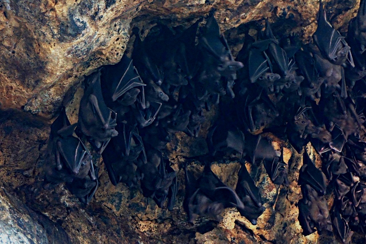 Ribuan kelelawar rehat siang di goa lawah sedalam sekitar 30-50 meter di kaki bukit kawasan perbatasan Klungkung-Karangasem, Bali. Foto Anton Muhajir