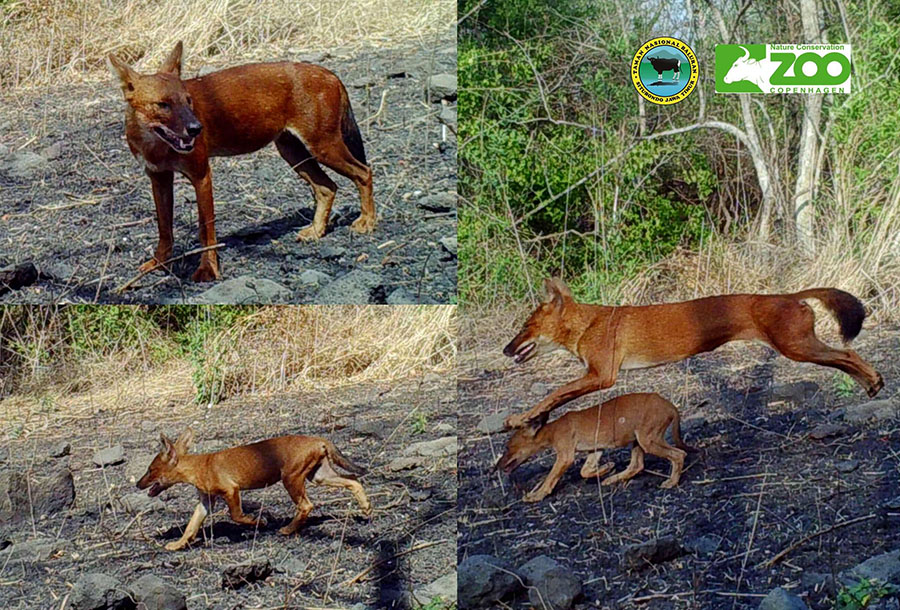 Anjing ajag yang terpantau di Taman Nasional Baluran. Foto: Dok TN Baluran