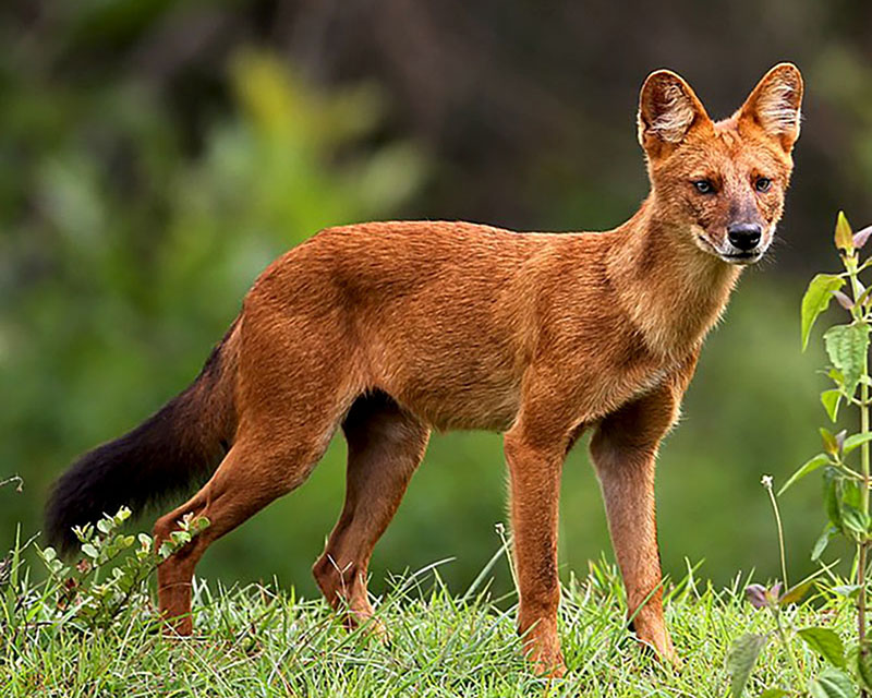 Anjing ajag [Cuon alpinus] yang tersebar luas di Asia, terutama wilayah selatan dan timur. Sekilas, penampakannya mirip serigala. Foto: Wikimedia Commons/David Raju/Creative Commons Atribusi-Berbagi Serupa 4.0 Internasional/Free to share