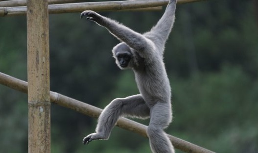 Owa Jawa © Merdeka.com