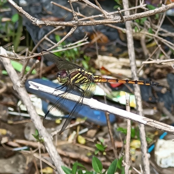 Capungsambar perutpipih