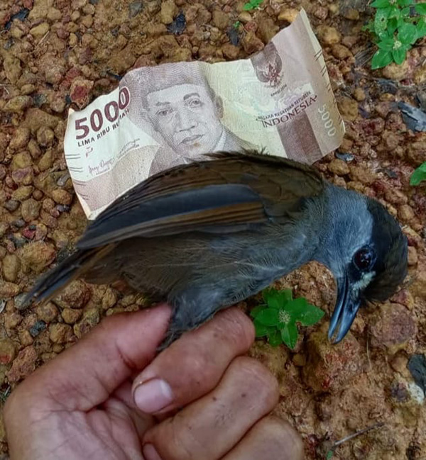Pelanduk kalimantan ditemukan pada Oktober 2020 lalu. Foto: Muhammad Rizky Fauzan