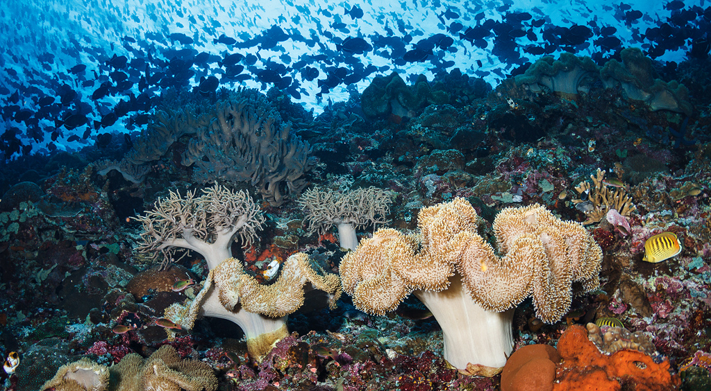 Keindahan Bawah Laut di Negeri Akoon, Nusalaut, Kabuapten Maluku Tengah | Foto: Ludovic dari flickr